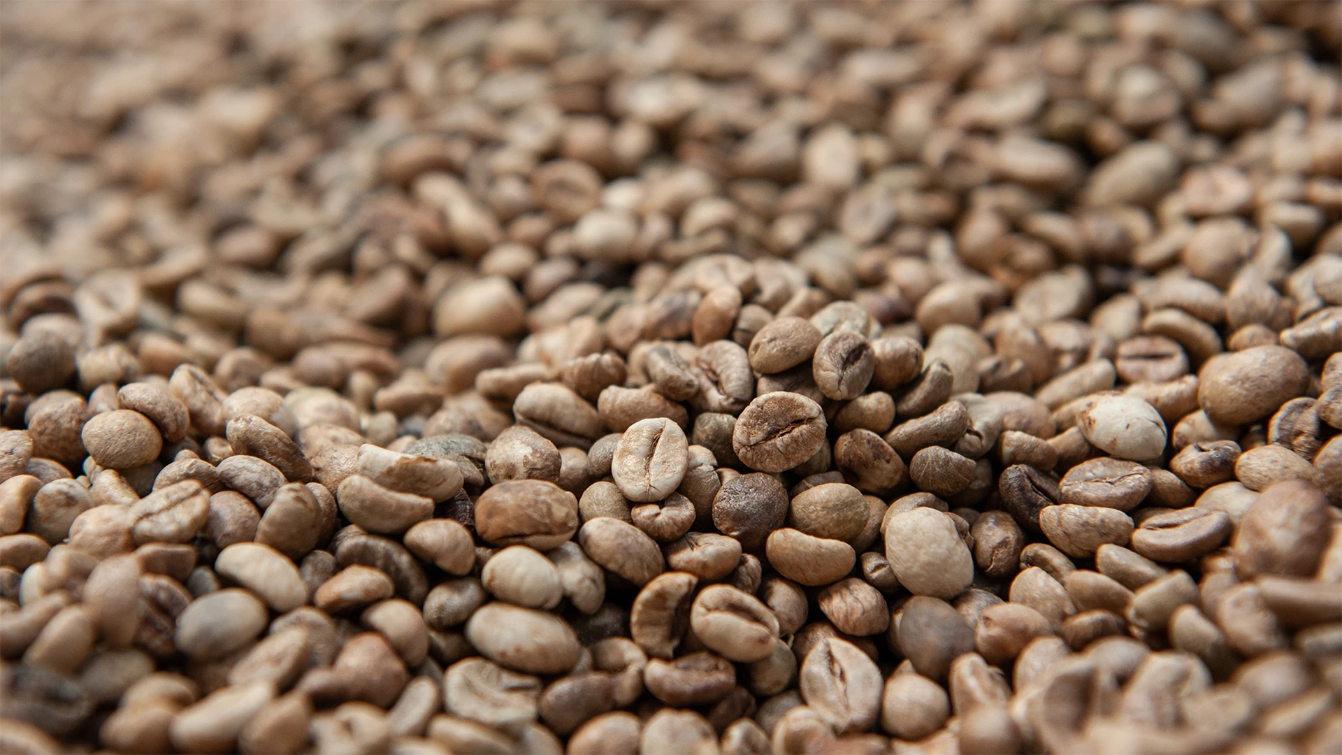 sostenibilita_chicchi_mani